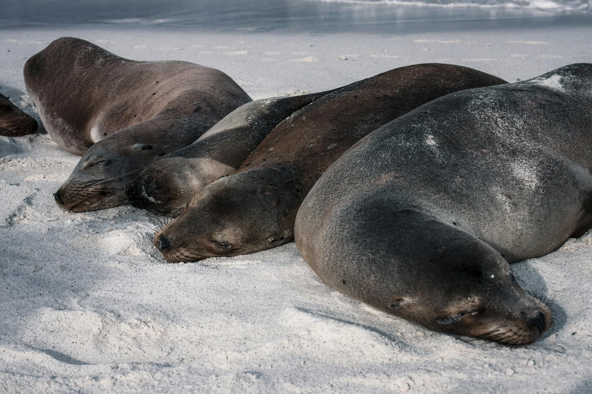 Sea lions lounging on the sandy shores of Galapagos, creating a tranquil wildlife scene.